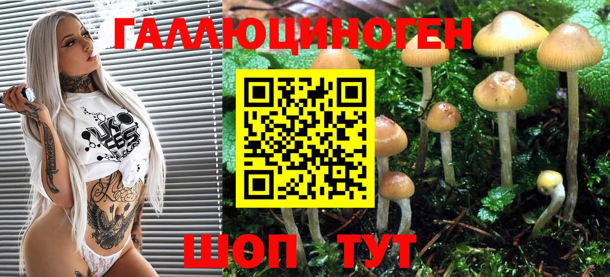Галлюциногенные грибы Psilocybe Борзя
